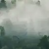 Misty Woodland, Green