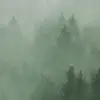 Cloudy Forest, Green