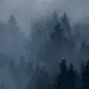 Cloudy Forest, Blue