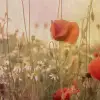 Poppy Field, Dawn