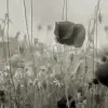 Poppy Field, Vintage