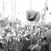 Poppy Field, Black & White