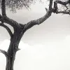 Peaceful Savannah