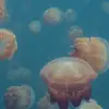 Smack Of Jellyfish
