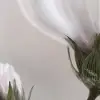 White Flower