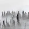 Calm Forest