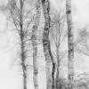 Birch Trees