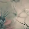 Vintage Blossoms