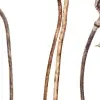 Poppy Capsules