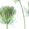 Wild Carrot