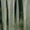 Painted Trees