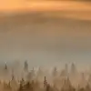 Golden Fir Forest