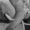 Elephant Hug