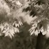 Sepia Leafs