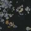 Fragile Beauty, Dark Blue