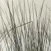 Coastal Reed