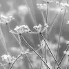 Frosty Straw