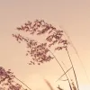 Pink Sunset