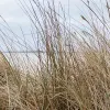 Reed
