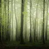 Dawn in the Forest