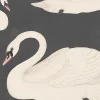 Whooper Swan, Black