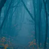 Hazy Forest