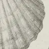 Shells, Sand