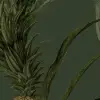 Pineapple, Lush