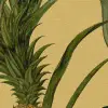 Pineapple, Sunshine