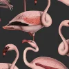 Flamingos, Liquorice