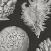 Seashells, Graphite