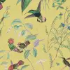 Hummingbird, Sunshine
