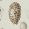 Ocean Shells, Sand