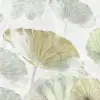 Waterlily