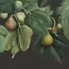 Dangling Figs, Lush