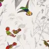 Hummingbird, Light