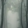 Forest in Fog