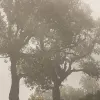 Foggy Hill