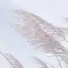 Windy Reed