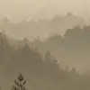 Soft Forest