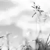Straw, Graphite