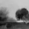Stormy Forest, Black & White