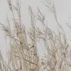 Reed Meadow, Beige