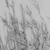 Reed Meadow, Gray