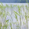 Paddy Field, Green