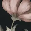 Floral Fantasy, Pink