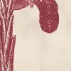 Timeless Tropics, Red