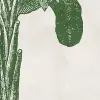 Timeless Tropics, Green