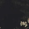 Owl Forest, Night