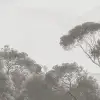Pine Wood, Gray